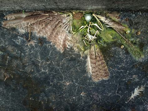 死鳥代表幾號|【死鳥代表幾號】婚禮遇上死鳥！數字解析揭露這禁忌徵兆